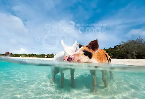Swimming With The Pigs in The Bahamas
